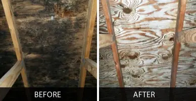 Attic rafters before-and-after shows mold cleanup results Gainesville FL with dark growth removed from wood surfaces.