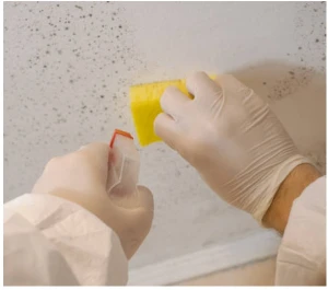 Technician cleaning mold from wall surface using sponge and protective gloves
