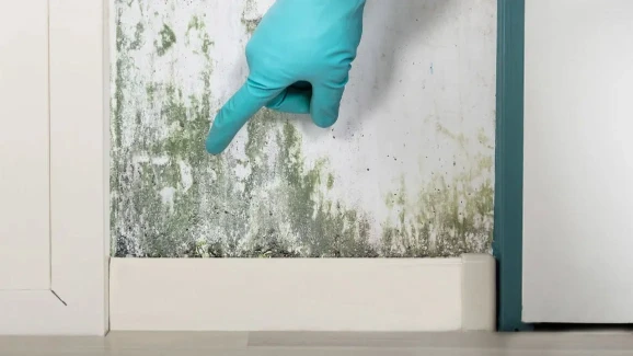 Gloved hand pointing to black mold growth on baseboard caused by moisture and humidity damage