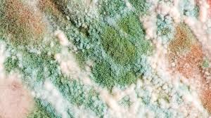 Close-up view of mold growth texture showing green and white spores on damp surfaces