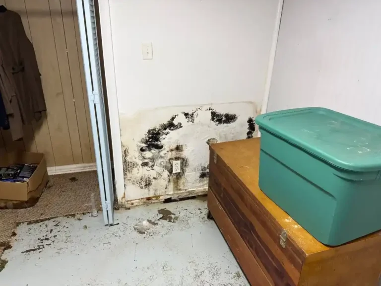 Mold growth on a wall caused by moisture in a Gainesville FL home